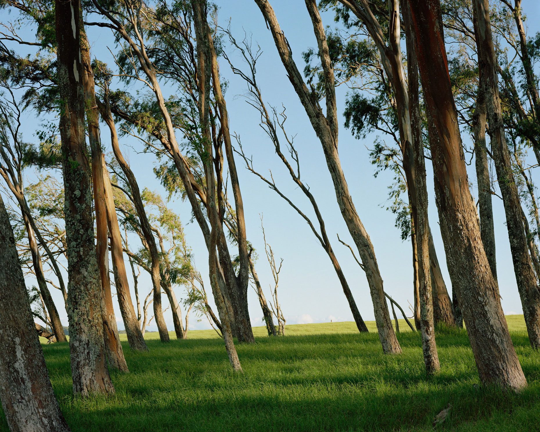 Eucalyptus  |  Hawaii  |  Michael Gaillard